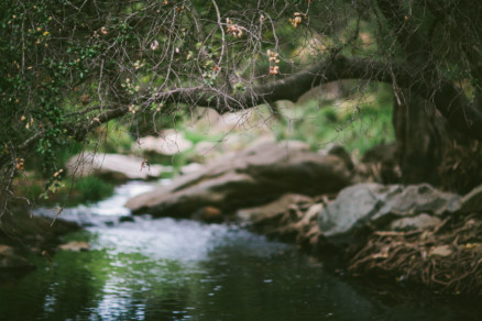 Rustic Bear-Themed San Diego Garden Wedding – Photo by Let's Frolic Together