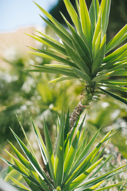 A Handcrafted Desert Garden Wedding – Photo by Let's Frolic Together