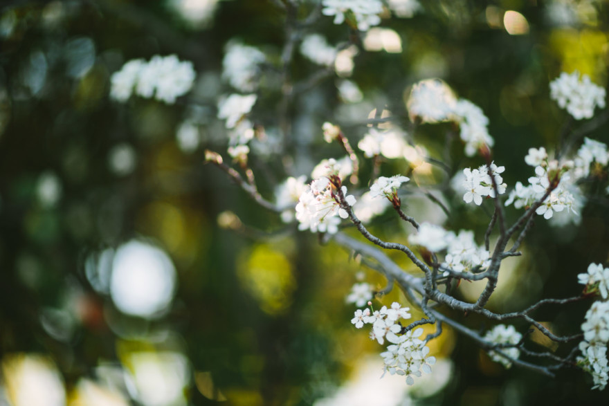 A Handcrafted Desert Garden Wedding – Photo by Let's Frolic Together