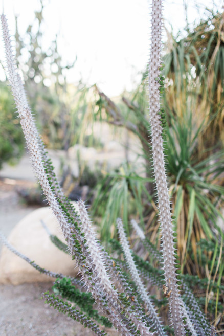 A Pink Picnic at Balboa Park – Photo by Let's Frolic Together