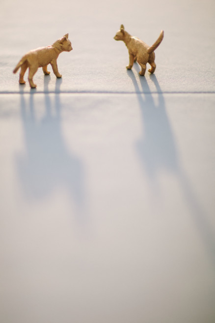 Cat lovers’ Ojai Ranch Wedding – Photo by Let's Frolic Together