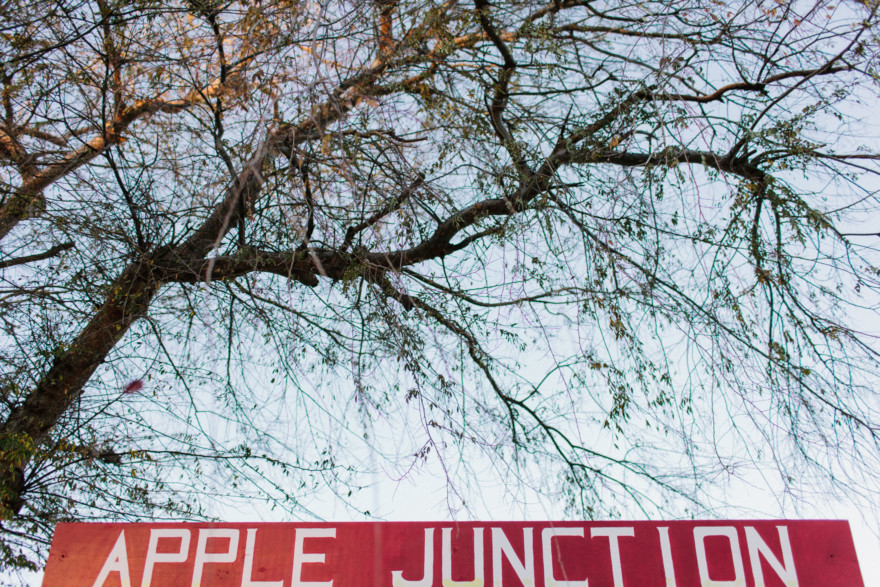Christmas Trees, Cider, and Coziness – Photo by Let's Frolic Together