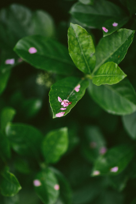 A Dreamy Cherry Blossom Engagement – Photo by Let's Frolic Together