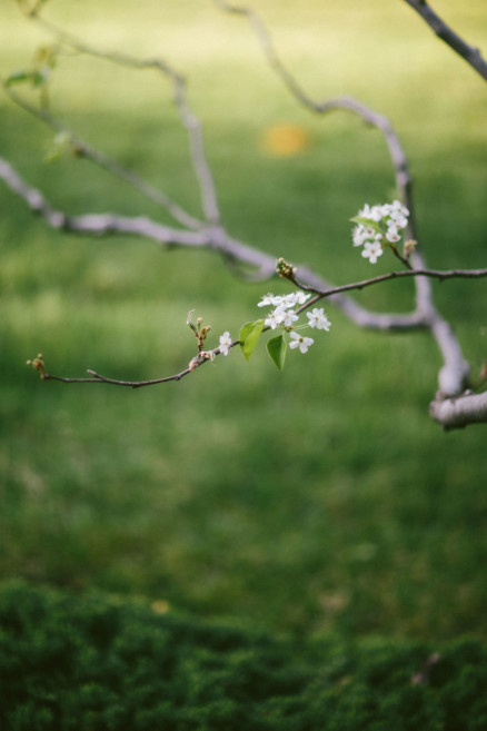 A Dreamy Cherry Blossom Engagement – Photo by Let's Frolic Together