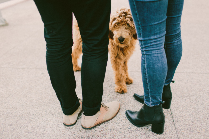 Urban Wandering + Golden Doodle – Photo by Let's Frolic Together