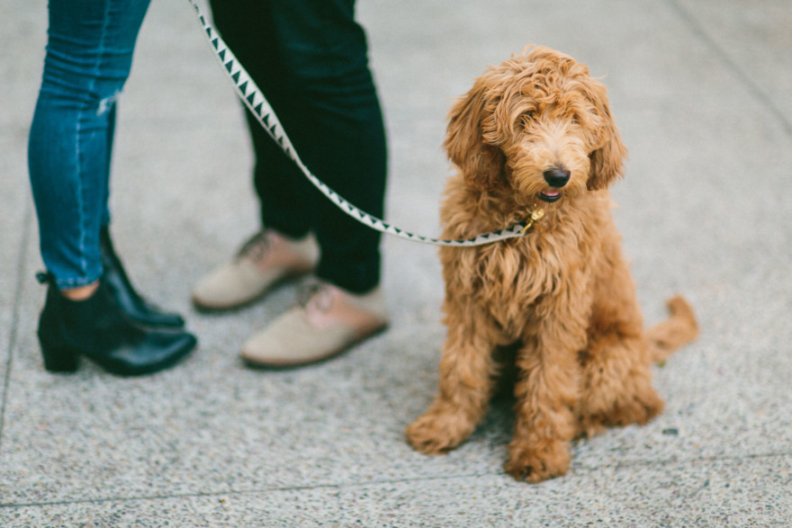 Urban Wandering + Golden Doodle – Photo by Let's Frolic Together
