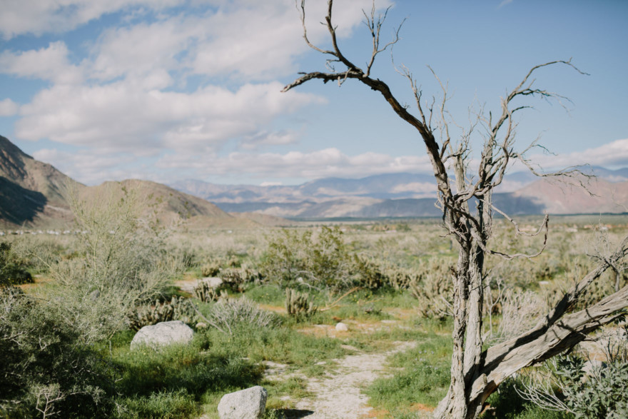 Love Wins in the Dreamy Desert – Photo by Let's Frolic Together