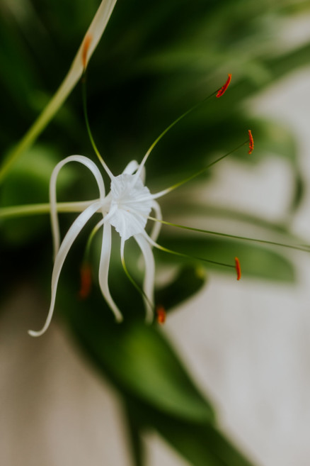 Tropical Jungle Tulum Wedding – Photo by Let's Frolic Together