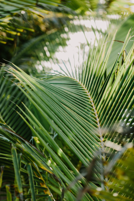 Tropical Jungle Tulum Wedding – Photo by Let's Frolic Together