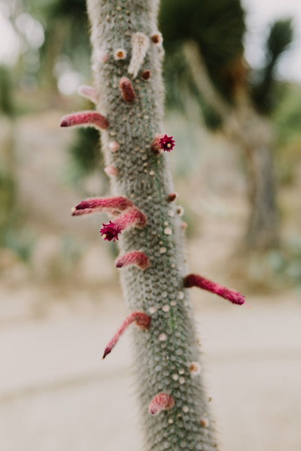Cactus Snuggles and Silliness – Photo by Let's Frolic Together
