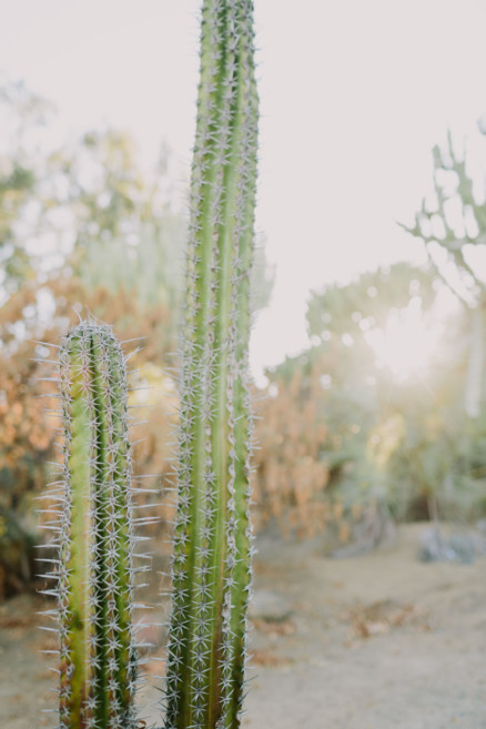 Creative Hunks in the Desert Garden – Photo by Let's Frolic Together