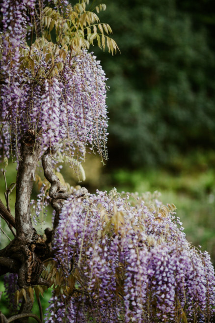 Japanese Garden Dreams at Hakone – Photo by Let's Frolic Together