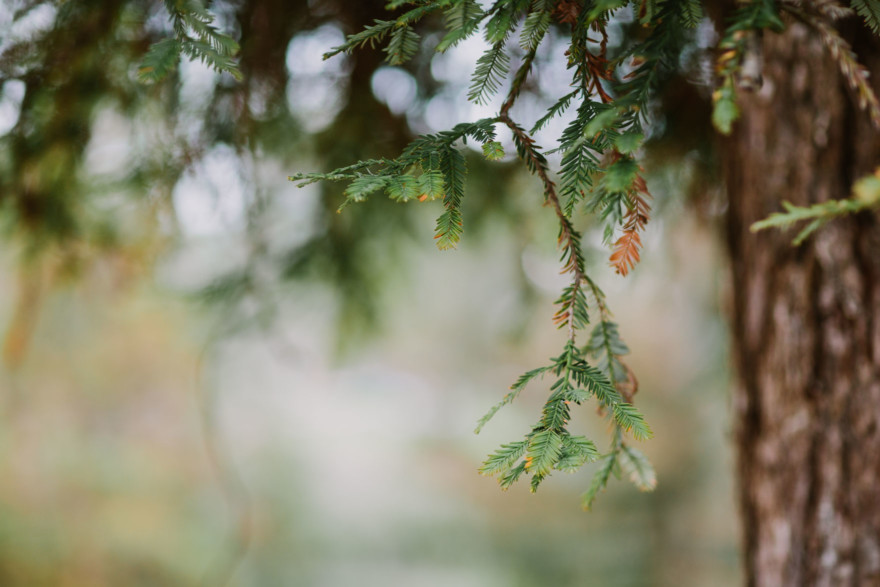 A Fur-Filled Engagement Stroll – Photo by Let's Frolic Together
