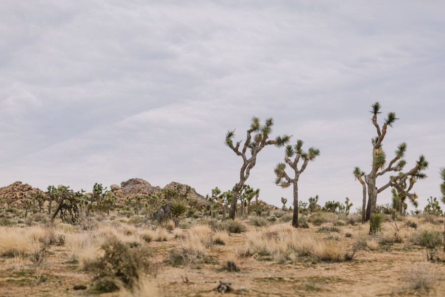 Desert Wilderness Love Adventure – Photo by Let's Frolic Together