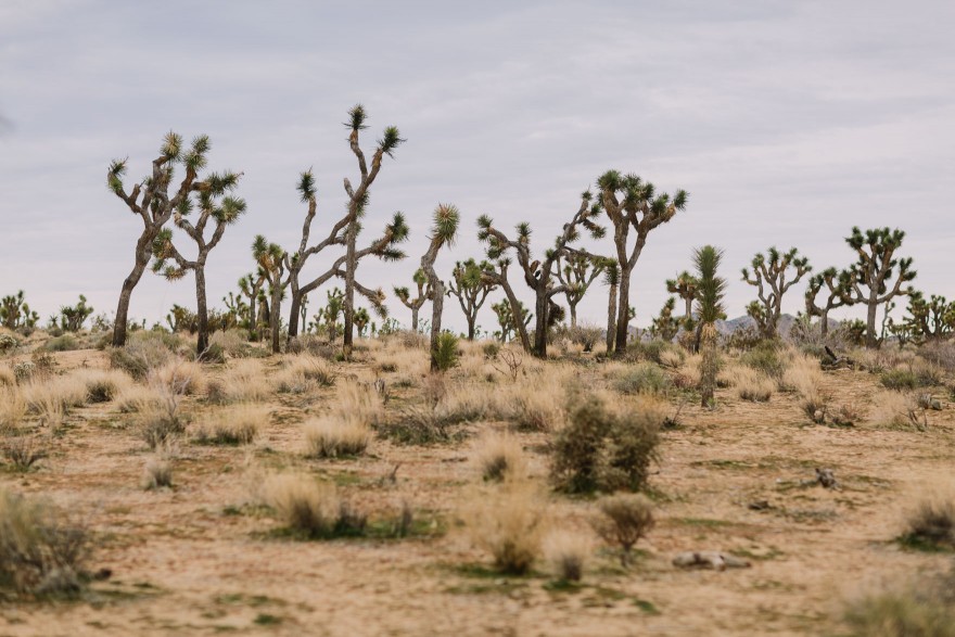 Desert Wilderness Love Adventure – Photo by Let's Frolic Together