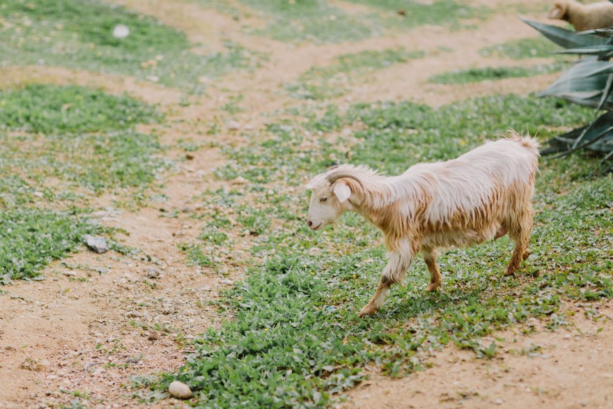 An Adventure from Fez to Volubilis – Photo by Let's Frolic Together