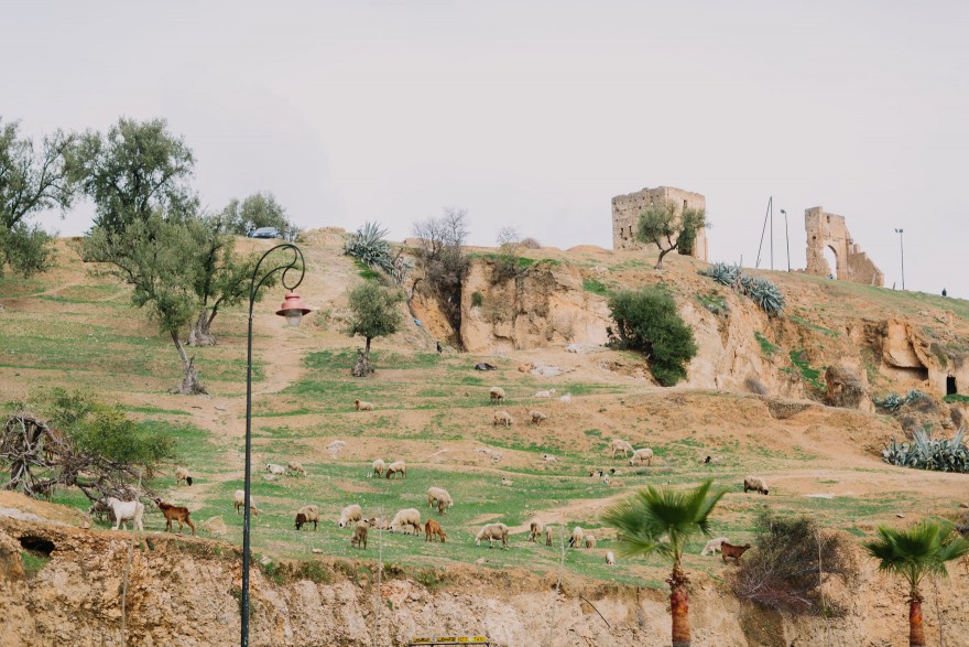 An Adventure from Fez to Volubilis – Photo by Let's Frolic Together