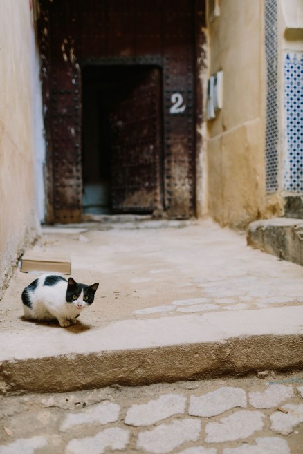 An Adventure from Fez to Volubilis – Photo by Let's Frolic Together