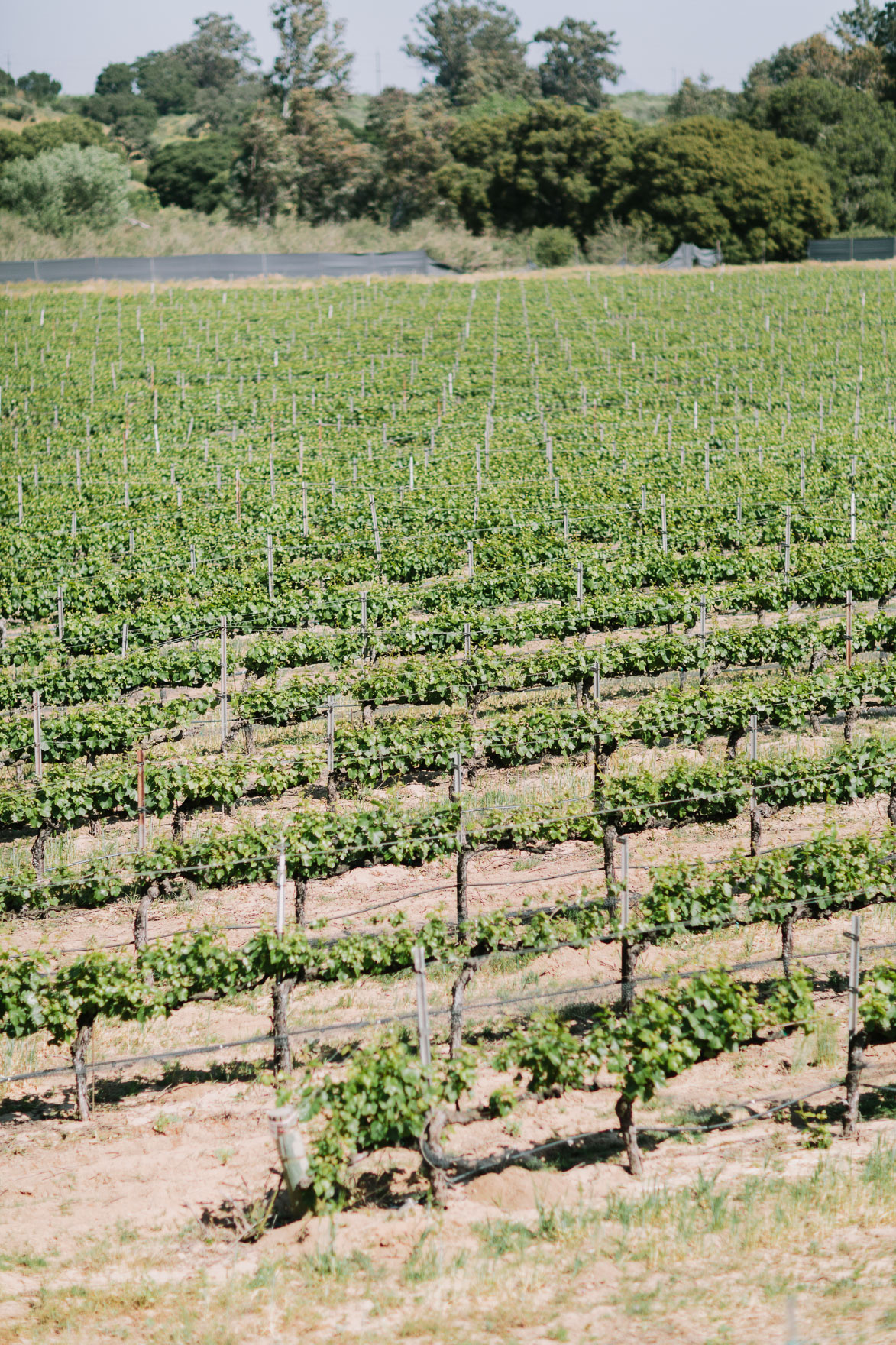 A Vineyard & Backyard Bash – Photo by Let's Frolic Together