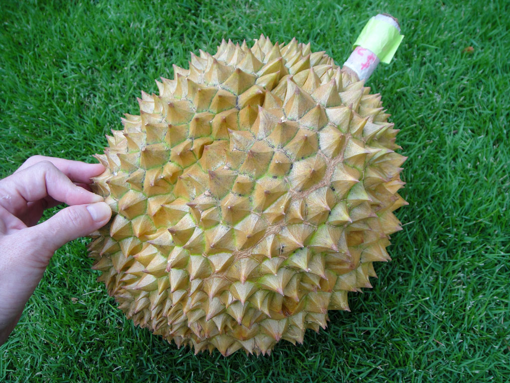 My lovely durian The reveal Frolic Hawaii