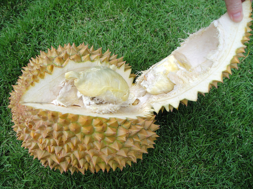 Why the fruit of durian smells like a spoiled herring 7 Why the fruit of durian smells like a spoiled herring 7