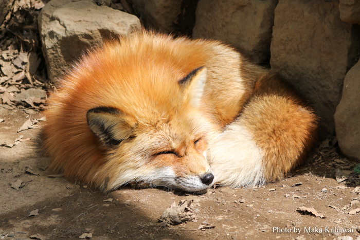 Zao Fox Village