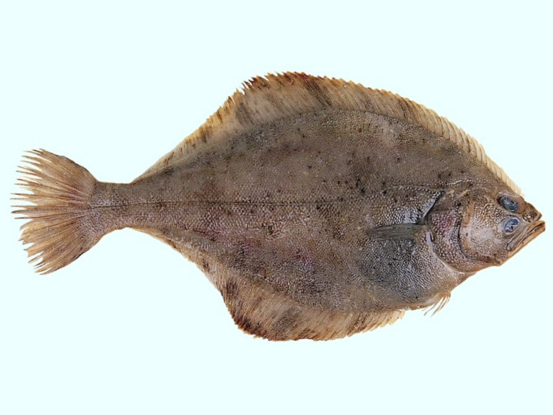 FishSource Flathead flounder Sea of Japan