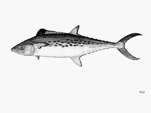 FishSource - Pacific sierra - Mexico Pacific