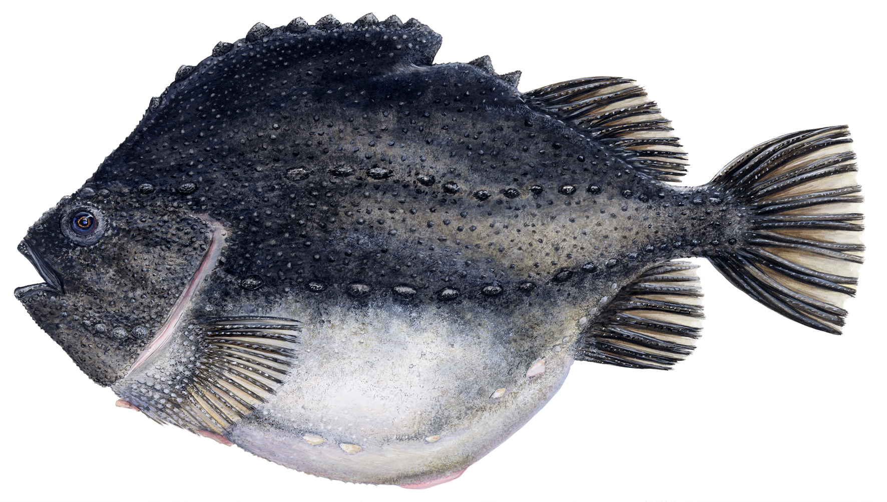 FishSource Lumpfish Icelandic waters FishSource Lumpfish Icelandic waters