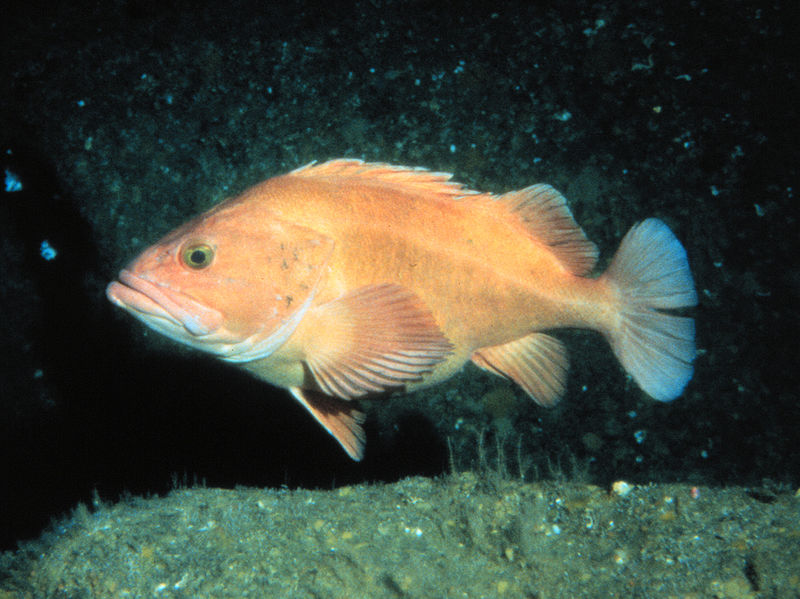 FishSource Yelloweye rockfish US West Coast