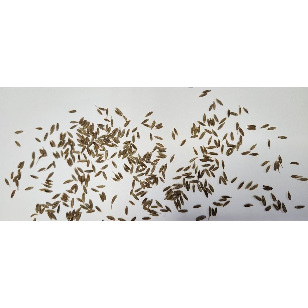 Kasuku Whole Cumin Seed, 385 G -- 9 Per Case