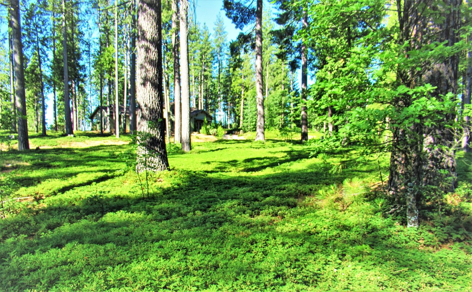 26 Cedar Ridge, Avery, CA 95223 Rela