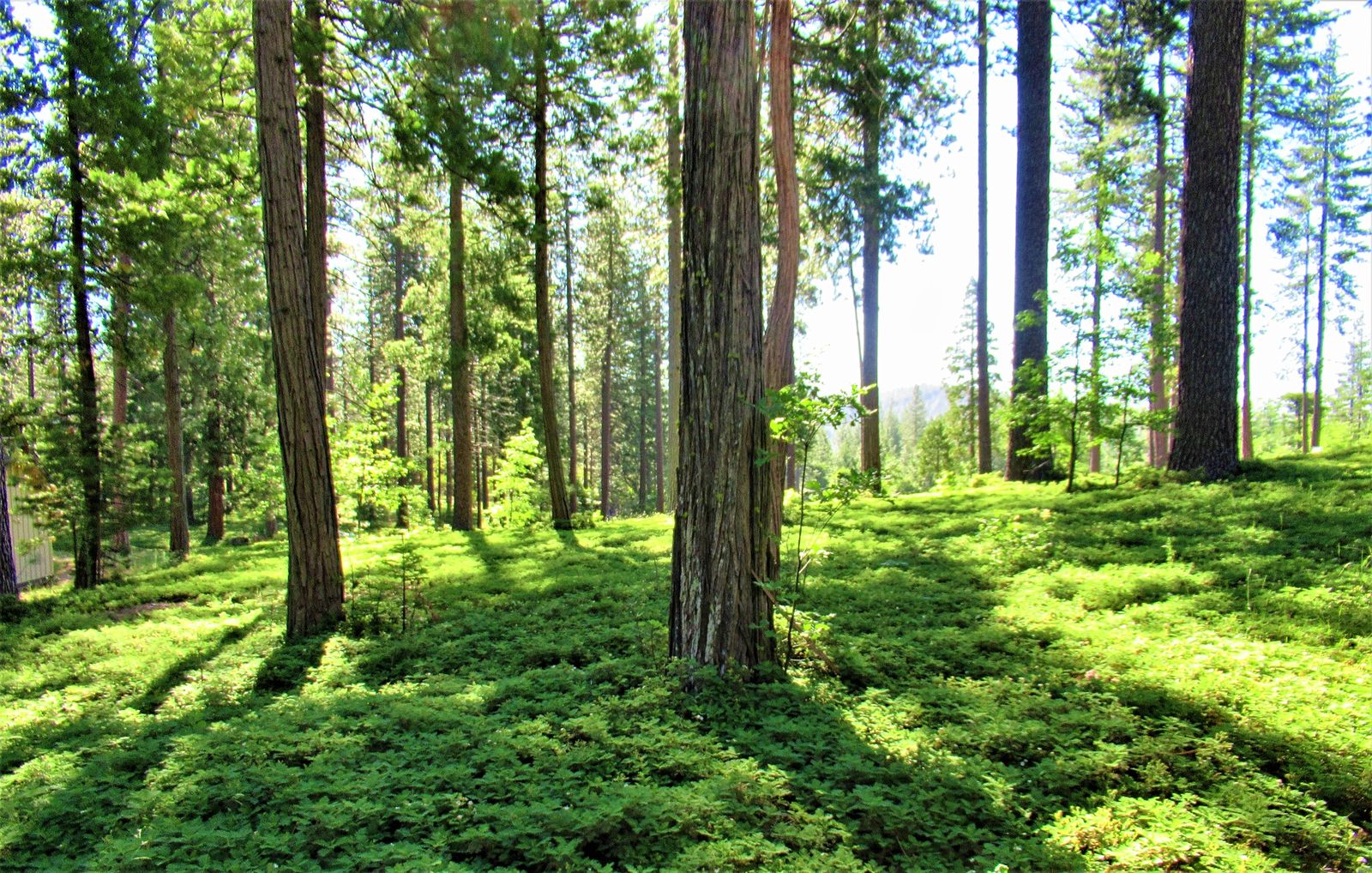 26 Cedar Ridge, Avery, CA 95223 Rela