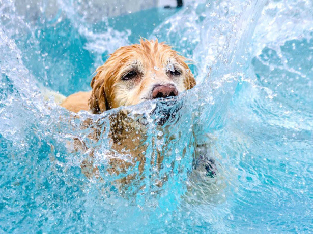 AACSPCA Canine Fitness Plunge