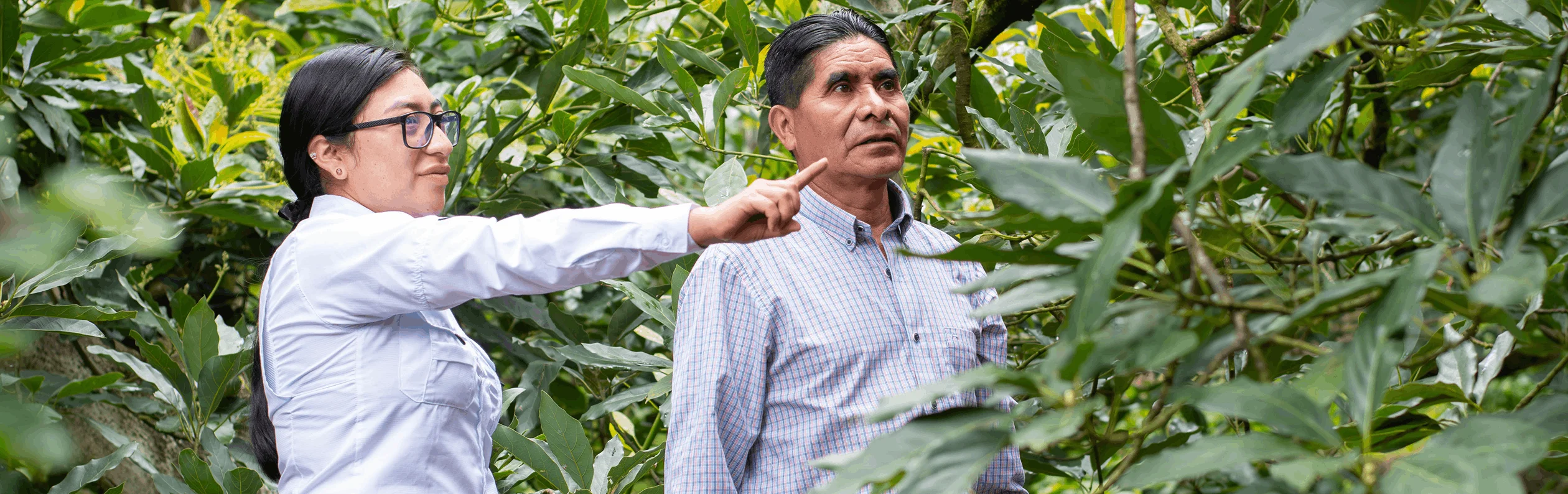 Programa Agropecuario