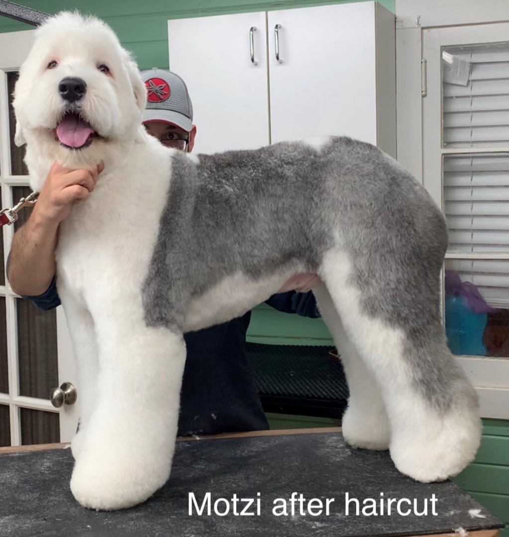 Professional Pet Grooming Needs Your Help Fundly