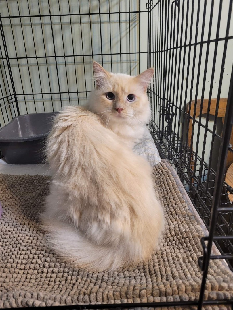 Lucky's Cat House Rescue/Adoption Center Ma... Fundly