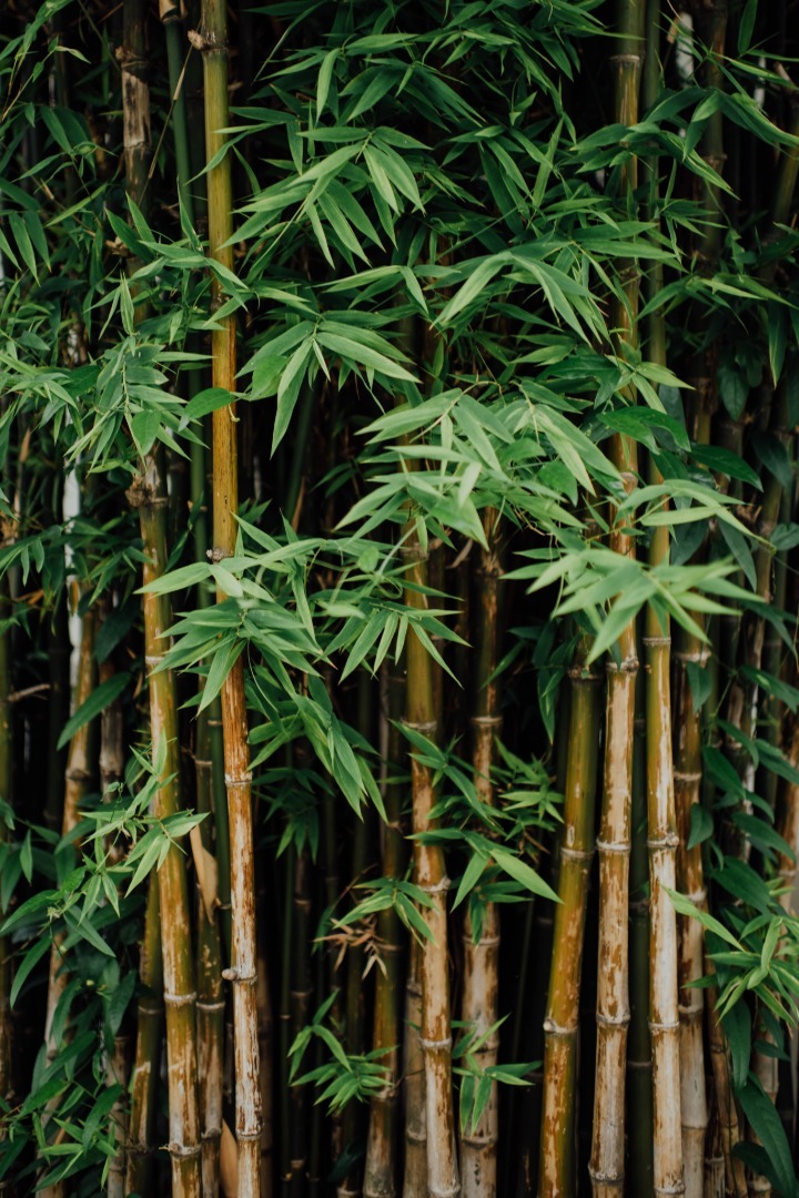 bamboo-or-death-fundly