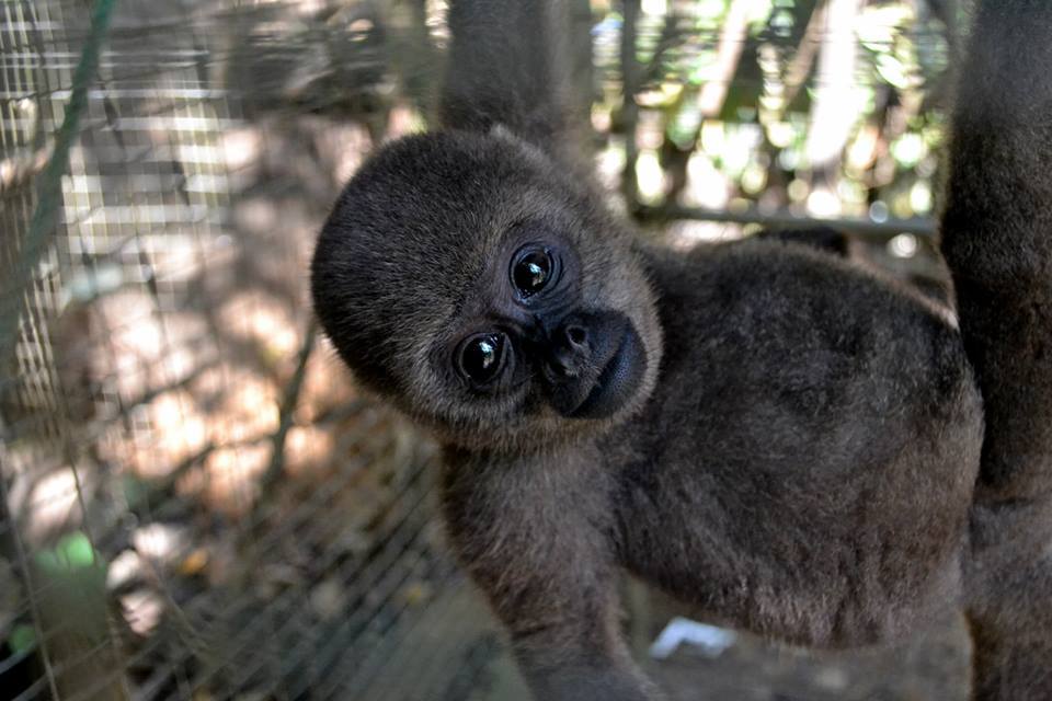 Woolly Monkey Release Project | Fundly