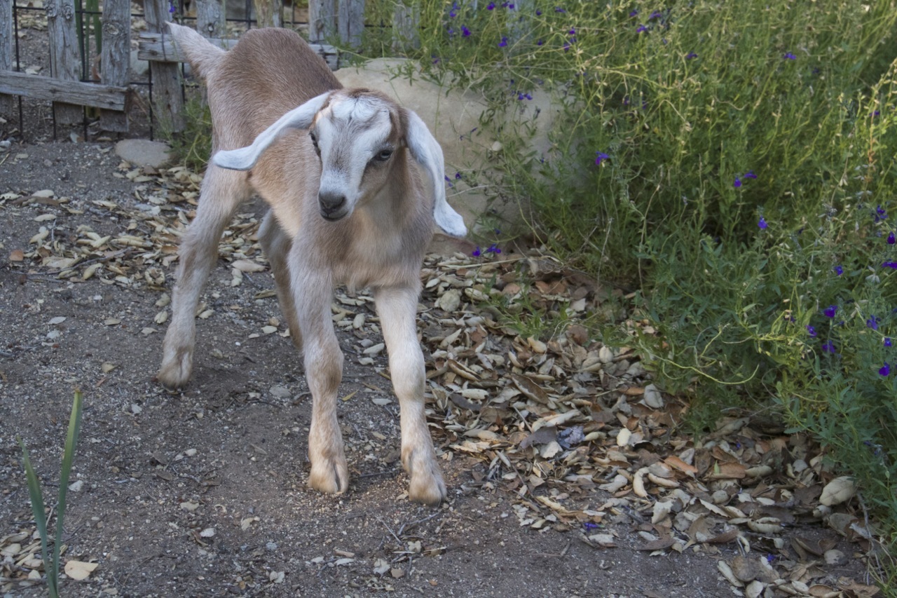 These goats need a barn! Fundly