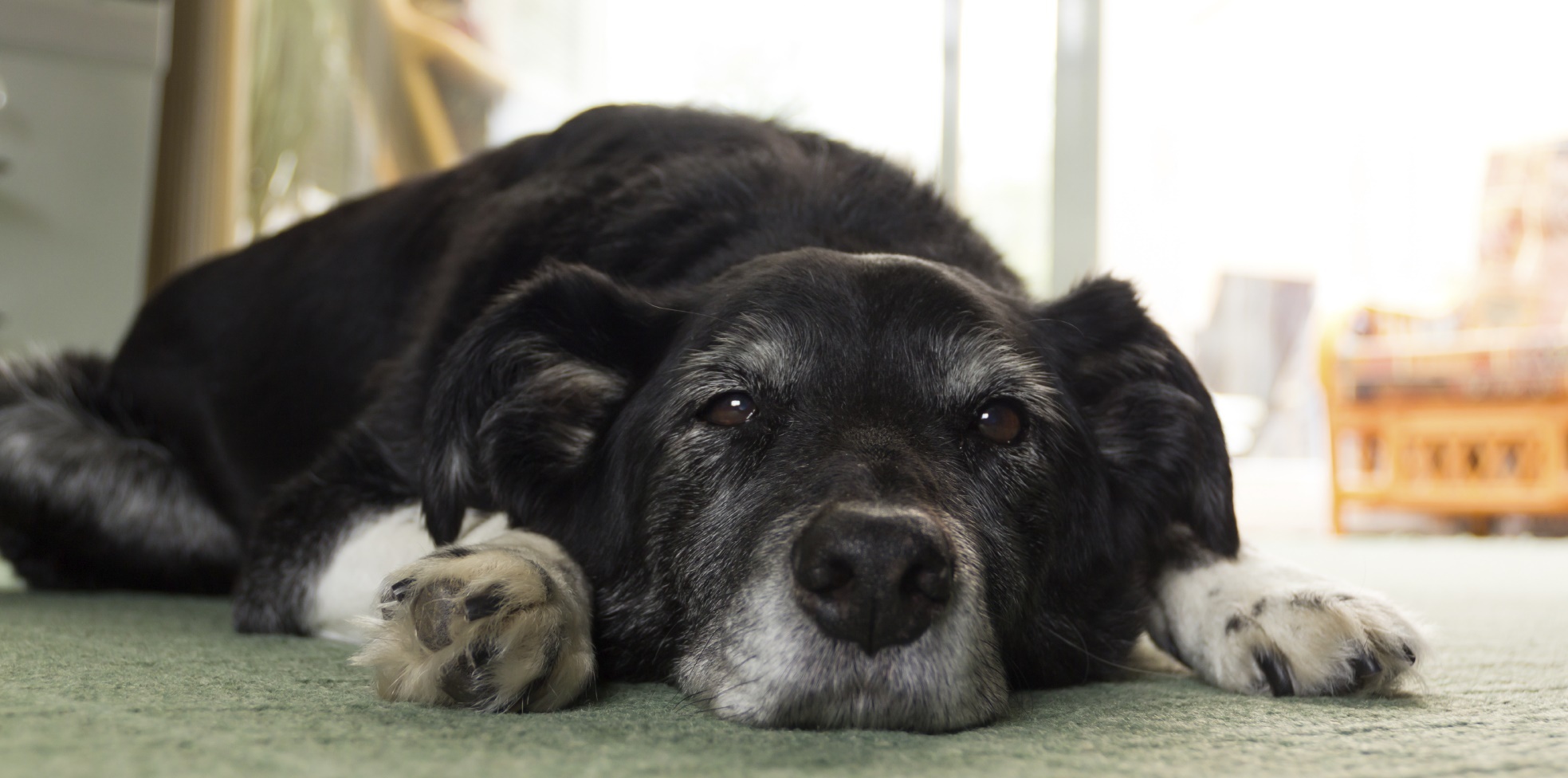 Helping Homeless Senior Dogs In Need Fundly