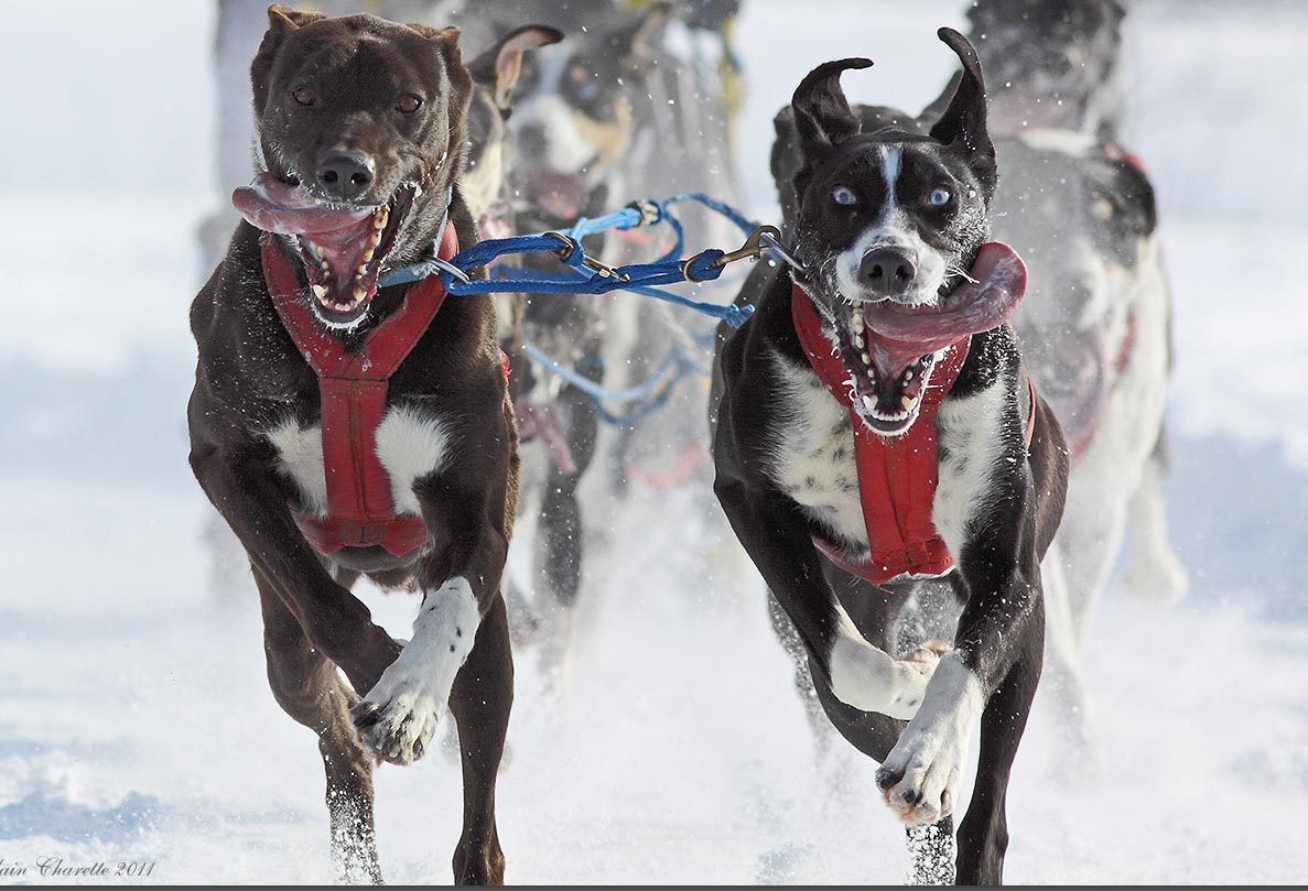 Noble Paws Sled Dogs Serving People with Fundly