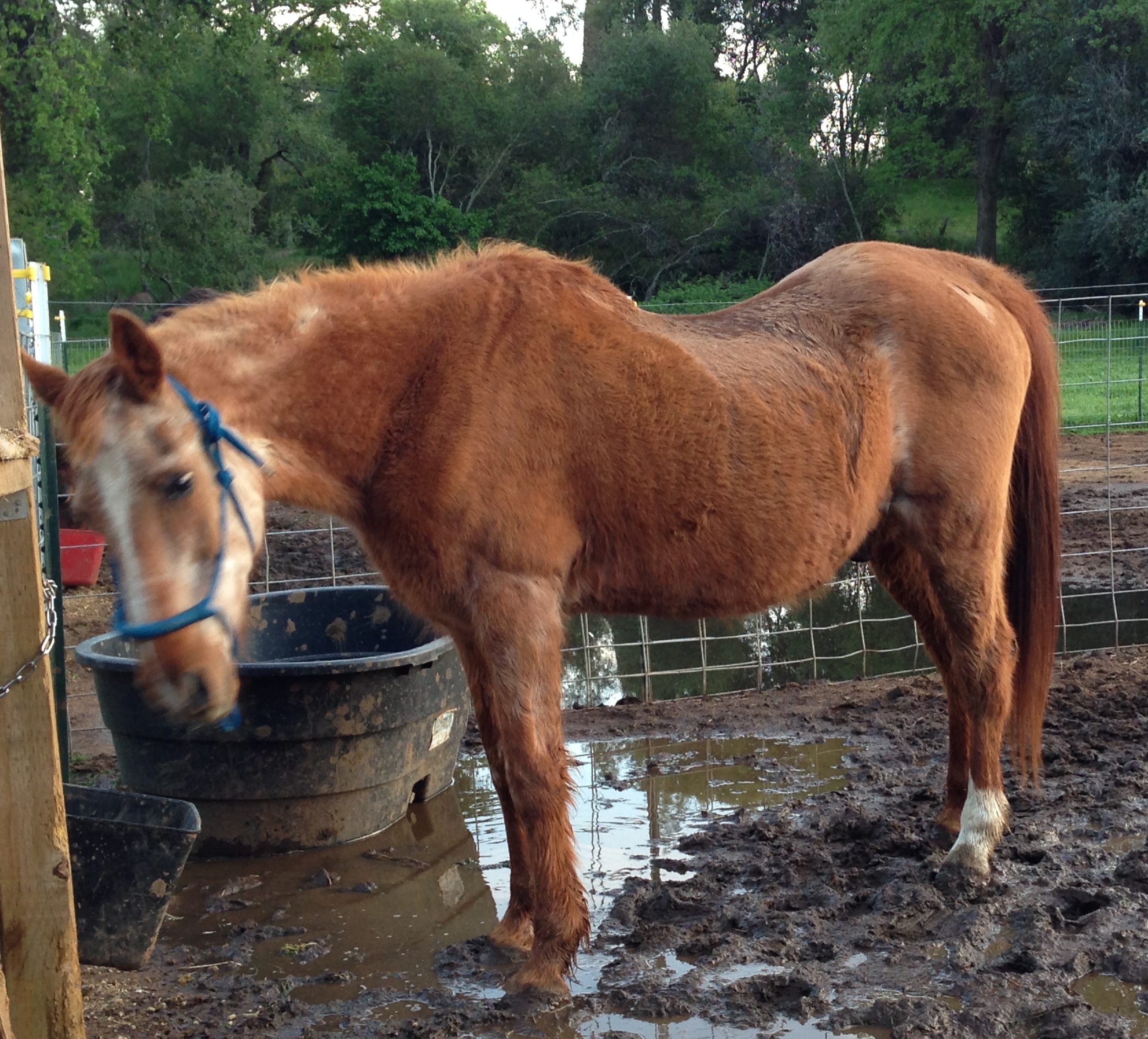 Fund Freedom Horse Rescue Fundly
