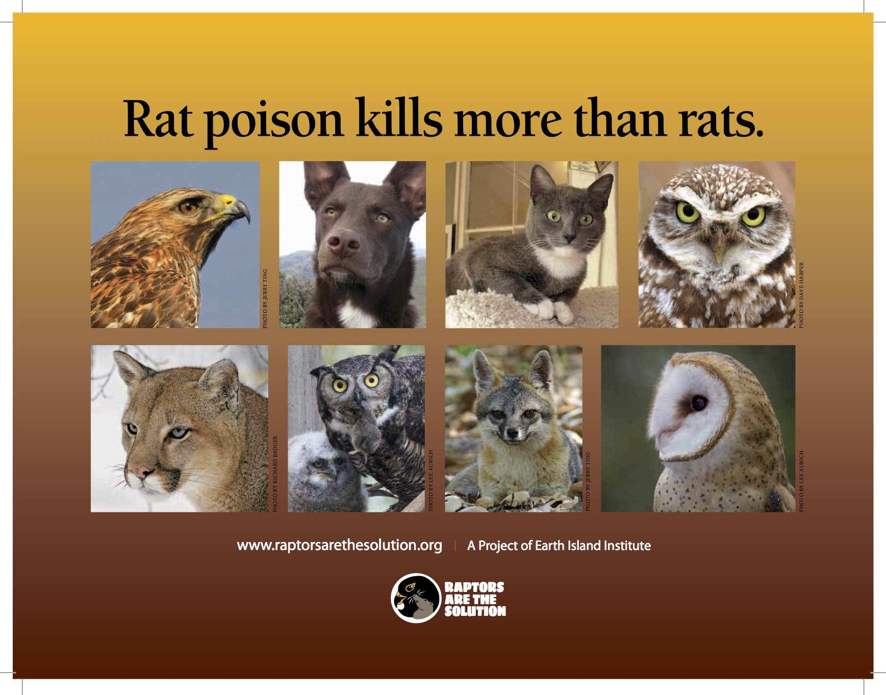 Poison for rats - rat poison Poison for rats - rat poison