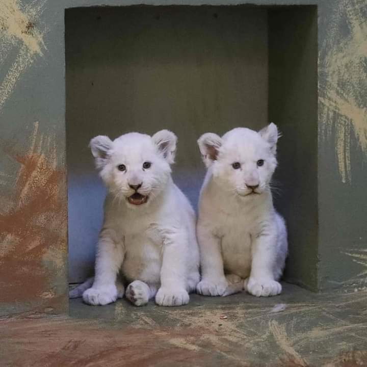 Caring and adoption of White Lion Cubs Fundly