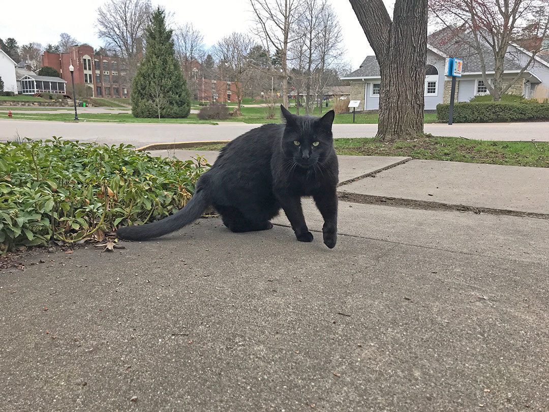 New Concord Feral Cats Neuter and Spay Prog... Fundly