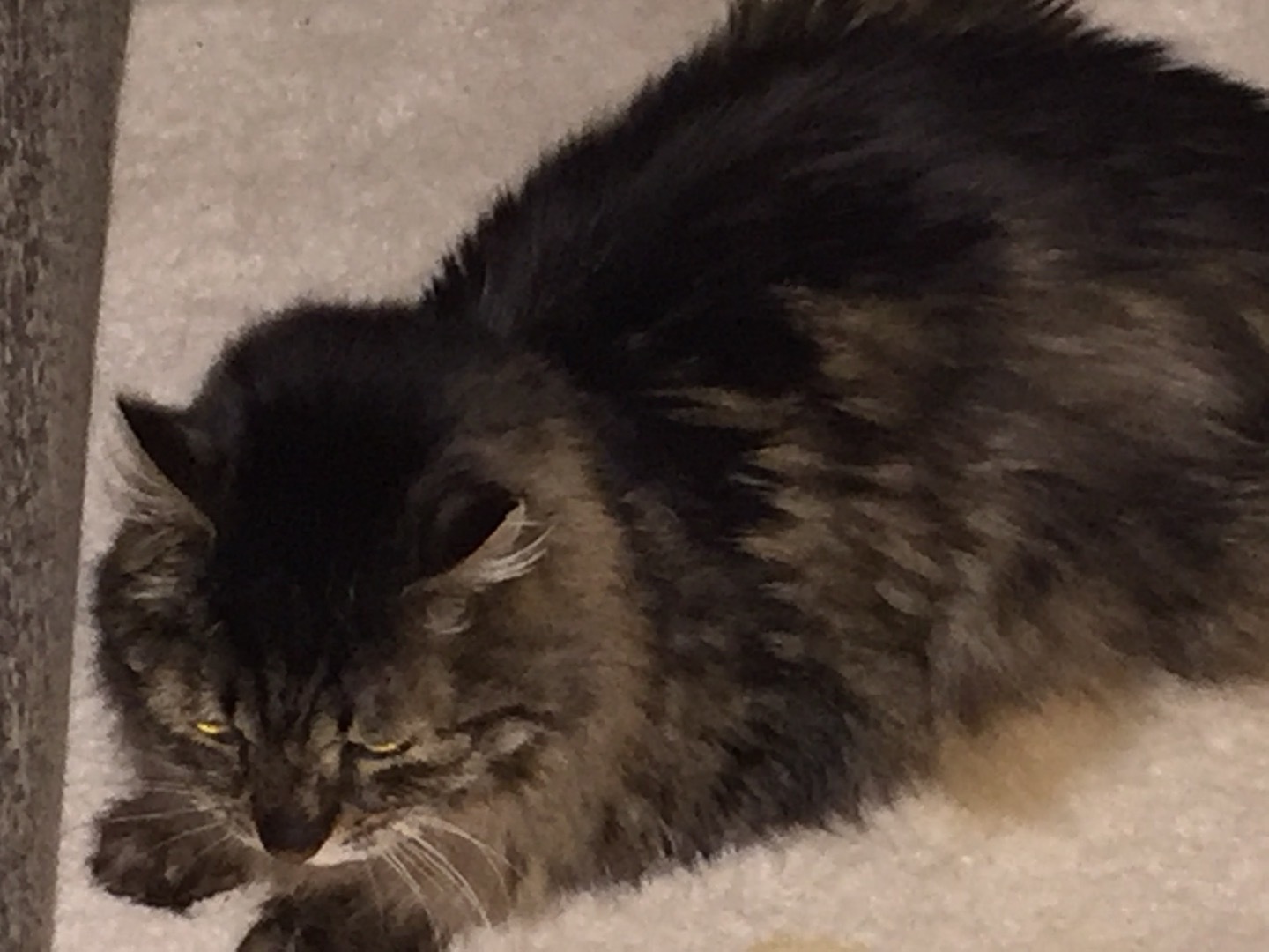 Dental implants for my cat Fundly