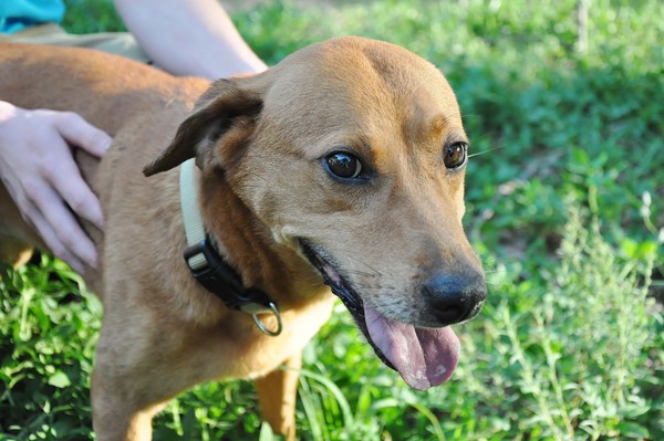 Sweet Amber! Out of The shelter in Foster! Need help with treatment cost. Sweet Amber! Out of The shelter in Foster! Need help with treatment cost.