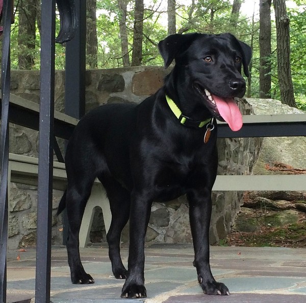 We adopted Moxie & brough her home at the end of June, 2014 We adopted Moxie & brough her home at the end of June, 2014