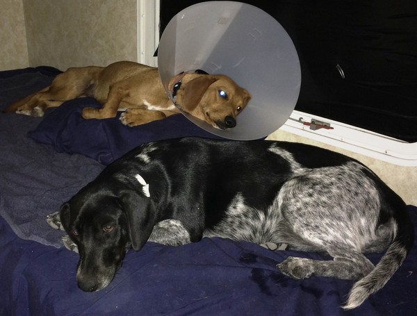 Nursing Cagney after initial surgery in Runge TX (with her close buddy Lacey) Nursing Cagney after initial surgery in Runge TX (with her close buddy Lacey)
